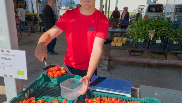 Maasikahooaja algus pole Võrumaa kasvatajaid hellitanud
